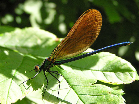 Agrion