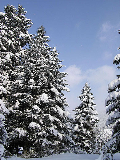 Sapins enneig�s