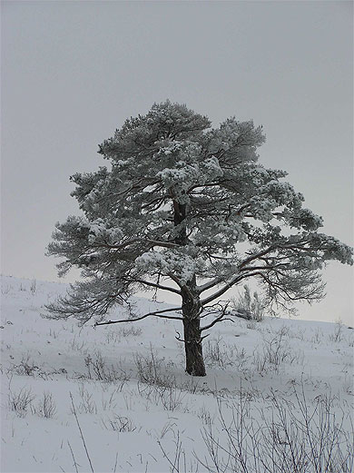 Mon beau sapin