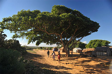 Tamarinier sur la terre des anc�tres