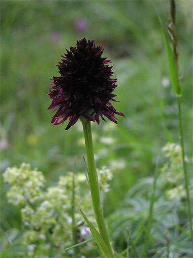 Orchis vanill�e
