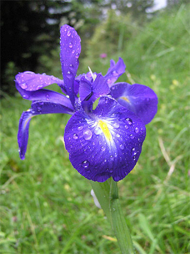Iris des Pyr�n�es