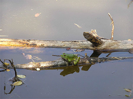 Grenouille verte