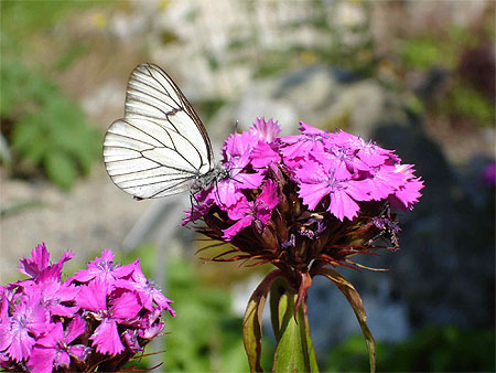 Papillon au jardin botanique