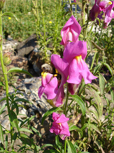 Pollinisation au jardin botanique du Tourmalet