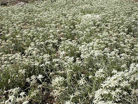 Edelweiss