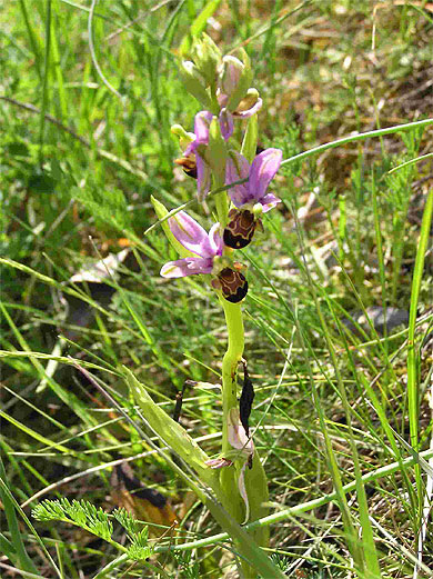 Orchid�e