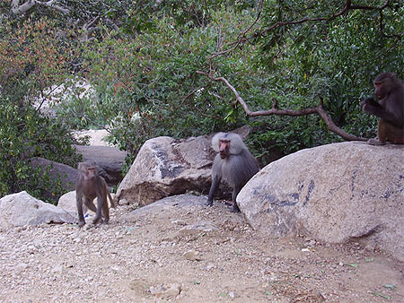Babouins hamadryas