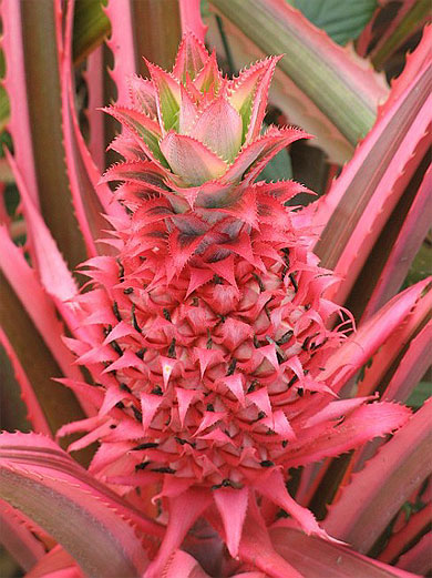Ananas rose