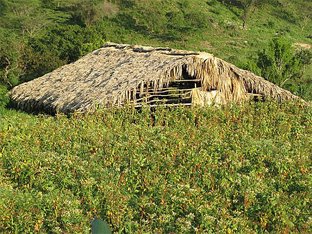 Plantation de tabac