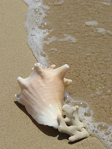Tr�sors marins