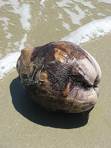 Noix de coco �chou�e sur la plage