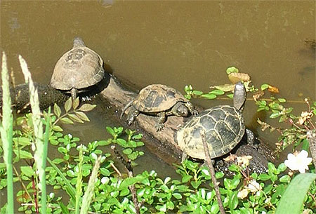 Cistude (Tortue Aquatique)