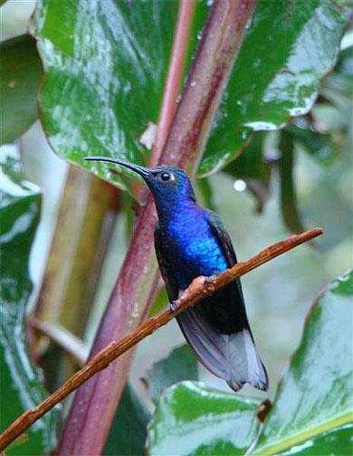 Colibri � Poas
