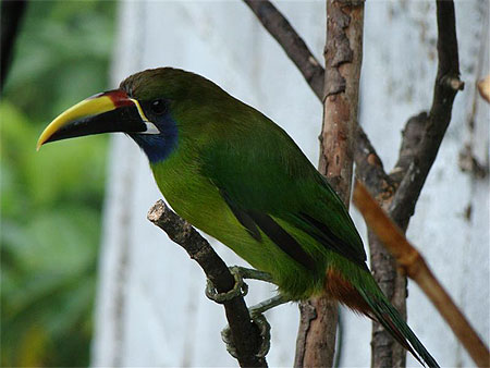 Toucan � Poas