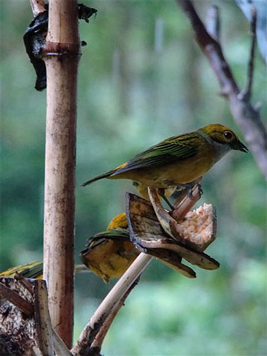 Oiseau � Poas