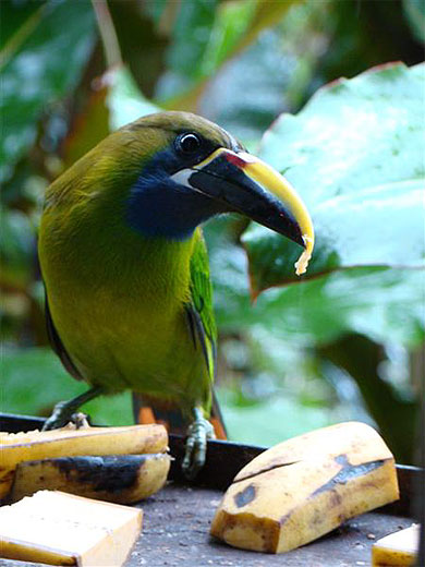 Toucan � Poas