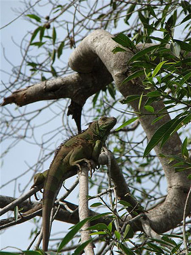 Iguane � Palo Verde