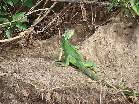 Iguane � Palo Verde