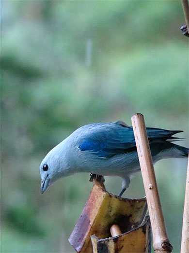 Oiseau � Poas