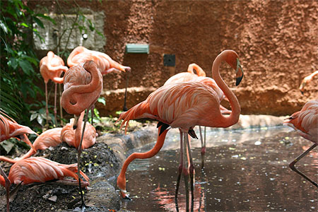 Le parc zoologique de M�rida
