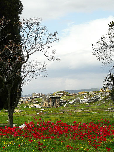 Tombeaux dans les coquelicots