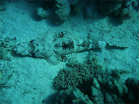 Poisson crocodile