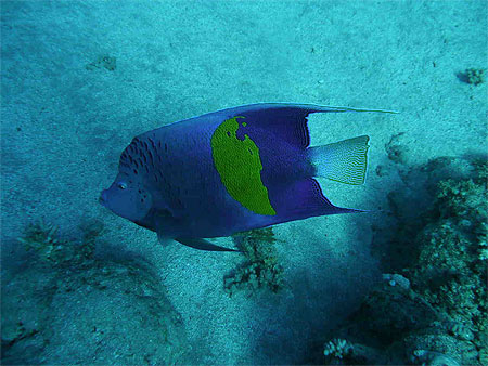 Poisson ange g�ographe