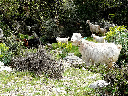 Ch�vres de Pinara