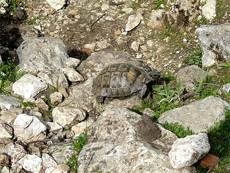 Tortue sur le site de Pinara