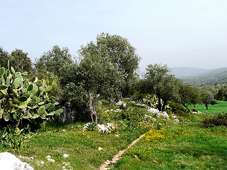 Champs de Patara