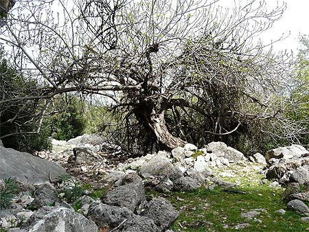 Arbre �trange � Pinara