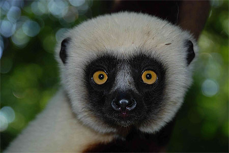 Sifaka sauvage � Ankarafantsika