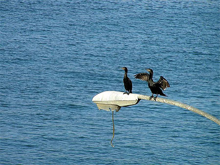 Cormoran sur la Baie de Cha�aral