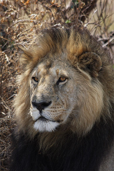 Lion - Serengeti
