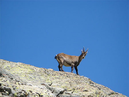 Chamois du lac Agnel