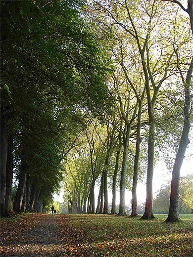 All�e de Vaux le Vicomte