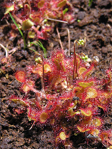 Drosera