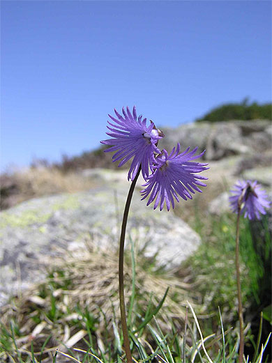 Soldanelle