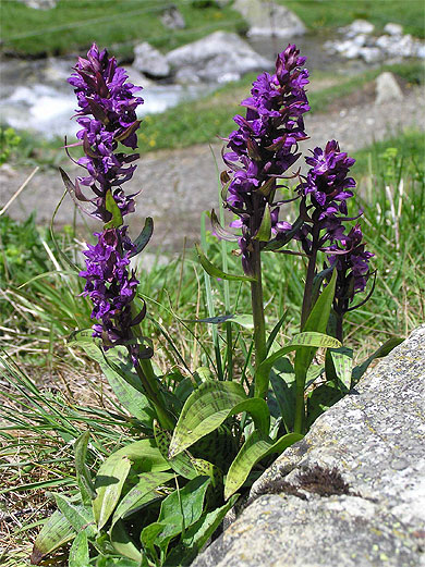 Orchid�e