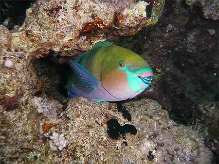 Poisson perroquet