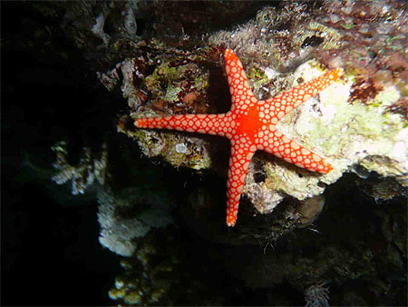Etoile de mer