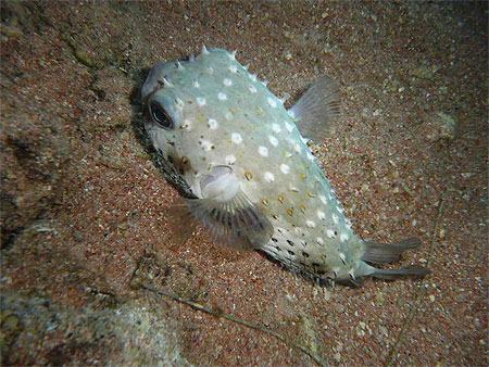Poisson coffre