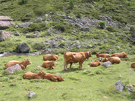 Vaches du plateau du Lienz
