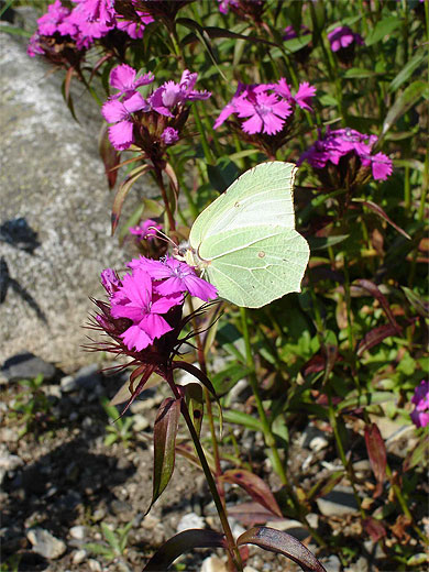Papillon au jardin botanique du Tourmalet