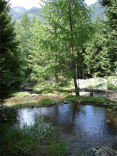 Jardin botanique du Tourmalet