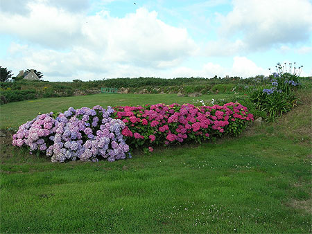 Hortensias et agapanthes
