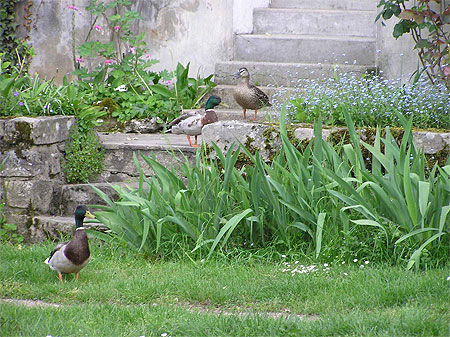 Canards de Moret sur Loing