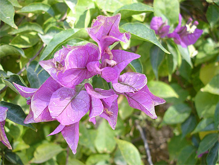 Bougainvillier dans Tozeur