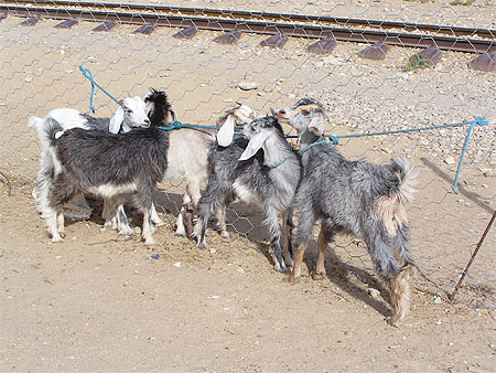 Souk aux animaux